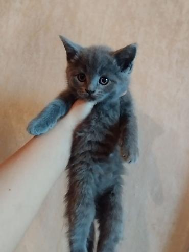 Pişiklər: Britan — 8