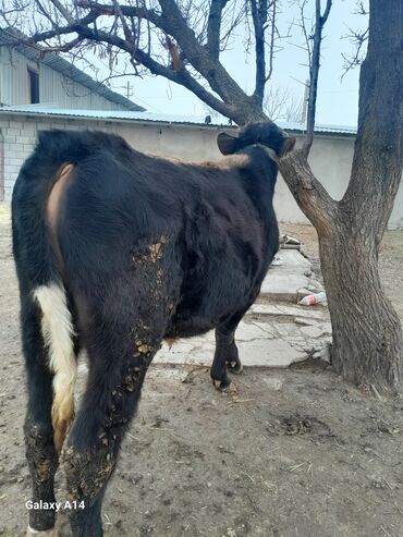 Коровы, быки: Продаю | Бык (самец) | На откорм | Привязанные — 6