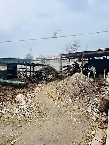 Продажа коттеджей и домов: ҮЙ САТЫЛАТ 🏡 Дареги: Сокулук, с. Маловодное, Киров көчөсү 19 💰 Баасы — 9