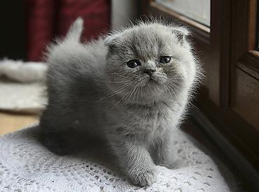 Pişiklər: Şotland, Erkək, Dişi, Yaxşı əllərə, Ünvandan götürmə, Pulsuz çatdırılma, Ödənişli çatdırılma — 24