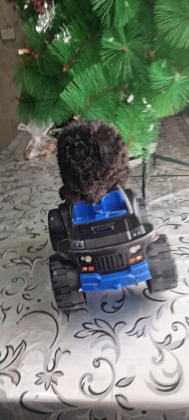 İtlər: Pudel, 2 ay, Dişi — 3