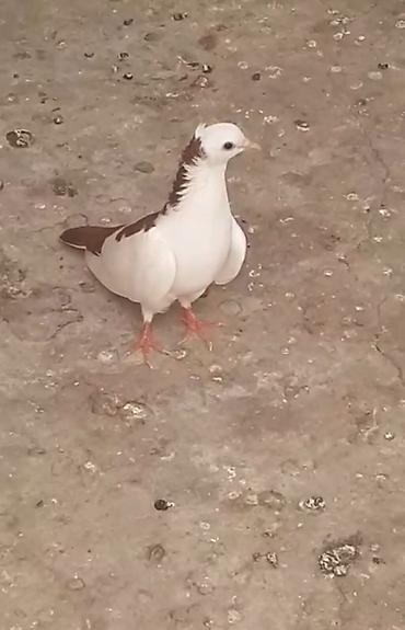 bulbul quşu: Seher tezden tutulub mayadi yalniz ciddi alicilar zeng etsin barter — 2