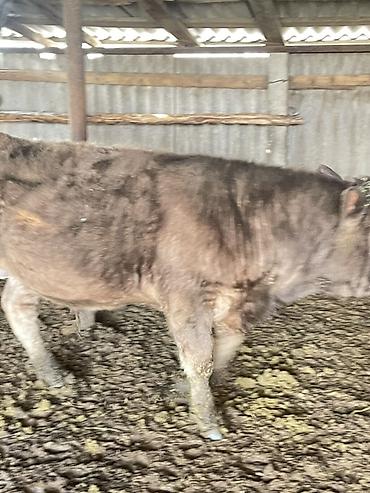 Коровы, быки: Продаю | Бык (самец) | Полукровка | На откорм — 6