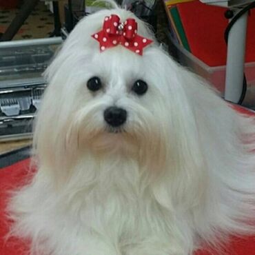 Psi: , Von House Petronijevic Ub, odgajivačnica FCI 5708. Maltezer mini — 14