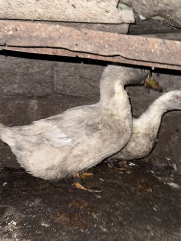 продажа домашних кур: Срочно утки на продажу