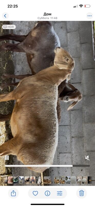 корова дойный: Продаю | Овца (самка) | Арашан | Для разведения | Котные