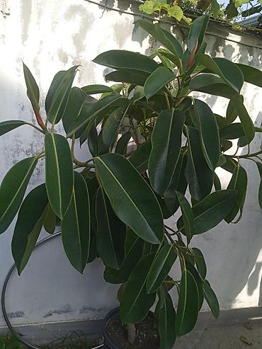 saxsı dibcək: Ficus elastica (rezin ağacı) – dekorativ otaq/terrasa bitkisi gözəl — 2