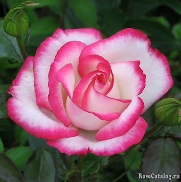 Роза: Саженцы — 17