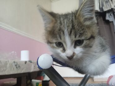 хаски сколько стоит щенок: Котёнок домашний, пушистый, полосато-белый (табби с белым). Крупные