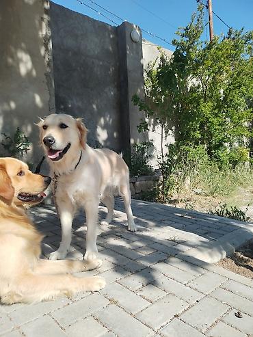 İtlər: Qızılı Retriver – səmimi və mehriban ailə iti - Cins: Golden — 4