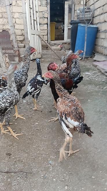 çöl toyuqu: Toyuq, Damazlıq, Ünvandan götürmə — 4