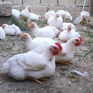 cins toyuqlar in Azərbaycan | TOYUQLAR, XORUZLAR: Liqorn toyuqlar ve xoruzlar satilir bu toyuqlar yuksek yumurta verimi