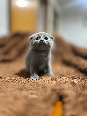 Pişiklər: Şotland — 9