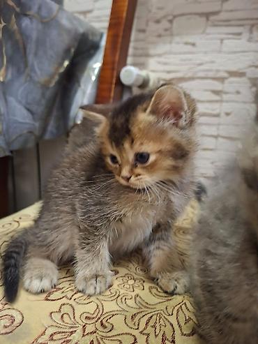 Pişiklər: Britan — 5