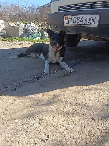 Продажа собак: Колли, 7 месяцев, Самец — 25