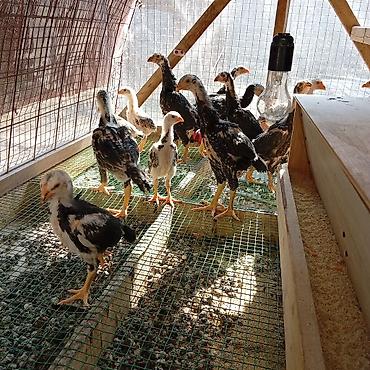 Куры, петухи: Продаю | Цыплята | Для разведения — 1