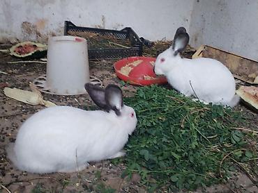 Другие животные: Срочно продаются кролики! 🐰 Продаю семью из 5 кроликов: 🐇 1 взрослая — 2
