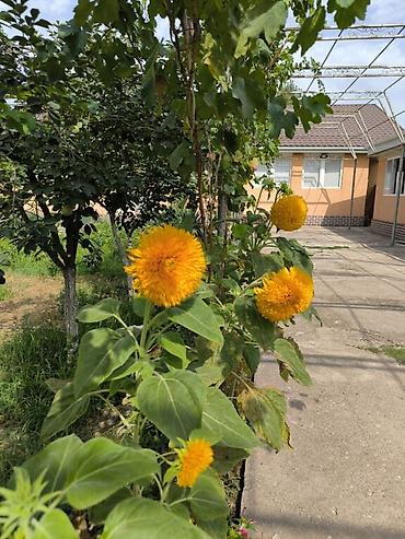 Продажа домов: Дом, 1441 м², 12 комнат, Собственник at lalafo.kg — 21 Продажа домов: Дом, 1441 м², 12 комнат, Собственник — 21