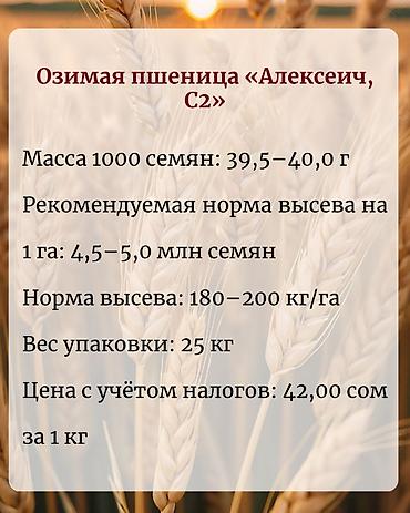 Үй жана бакча: Озимая пшеница «Алексеич, С2» — семенной материал собственного — 3