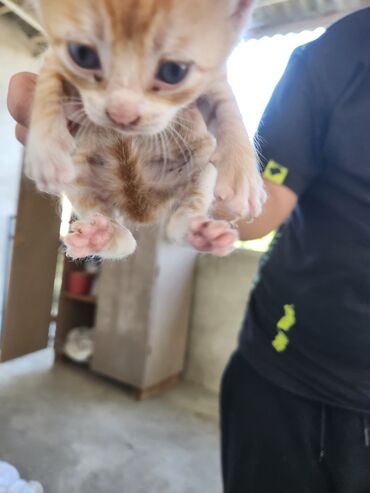 Pişiklər: Dişi, Erkək, Yaxşı əllərə, Ünvandan götürmə, Pulsuz çatdırılma — 12