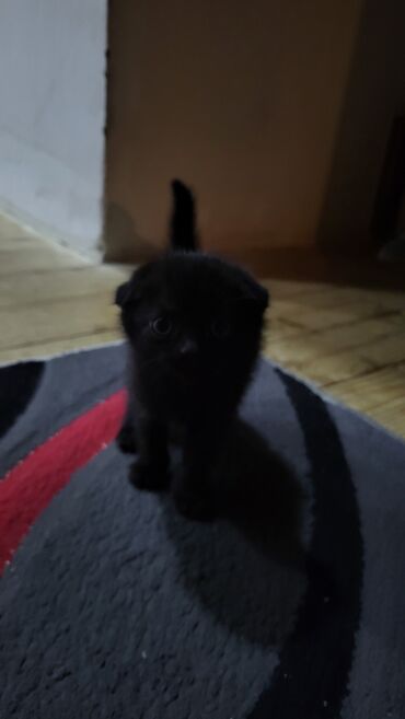 Pişiklər: Şotland yastı qulaq — 4