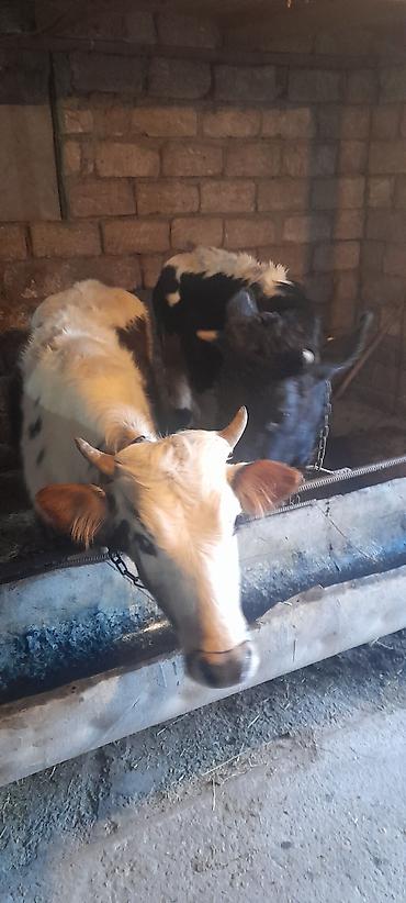 Dana, buzov: Malar satılır 2 dənə sağlamlıq düyədi.1kəsimə yarıyır.qiymət3100 — 3