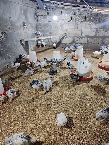 kirpi satisi: Təcili Satılır Serebris F6 colpaları 125 ədəd Colpa irili xırdalı 2 ay — 5