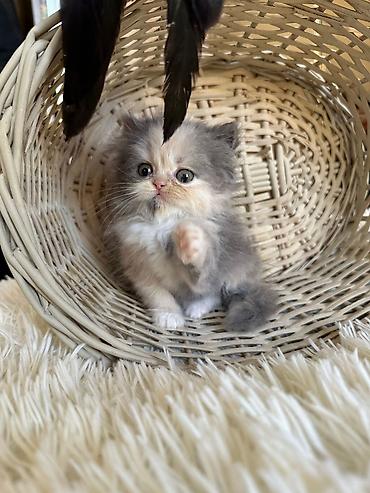 Pişiklər: Fars — 2