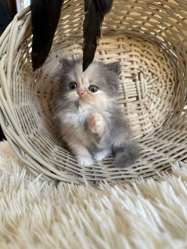 Pişiklər: Şotland yastı qulaq, Erkək, Dişi, Yaxşı əllərə, Ünvandan götürmə, Pulsuz çatdırılma, Ödənişli çatdırılma — 181