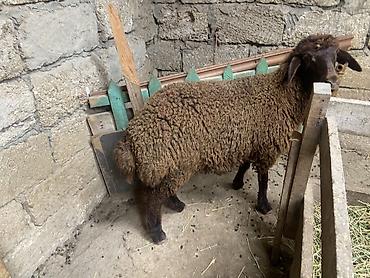 Qoyun – yerli cins, qəhvəyi rəngdə, quyruqlu (yağlı quyruq tipli). - lalafo.az -da — 1 Qoyun – yerli cins, qəhvəyi rəngdə, quyruqlu (yağlı quyruq tipli). - — 1