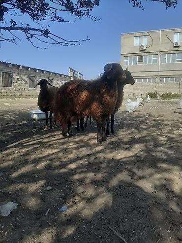 bulbul qusu satisi: Mart ayında olan toğlu 620 AZN — 2