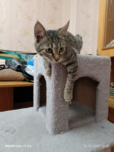 новорожденный котенок: Кошка даром: Беспородная, 4 месяца, Девочка, С прививками, Приучена к лотку, Проглистована