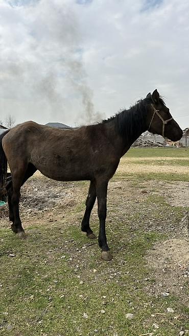 Лошади, кони: Продаю | Кобыла (самка) | Рабочий — 12