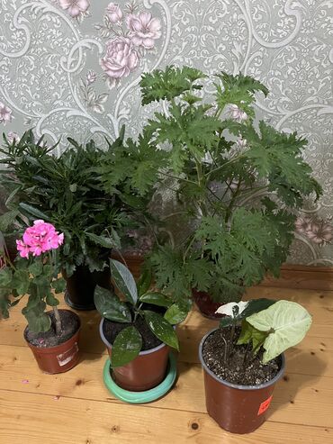 Otaq bitkiləri: Her nov guler var endirimnen verecem Gencedi istiyen yazsin satiş — 99