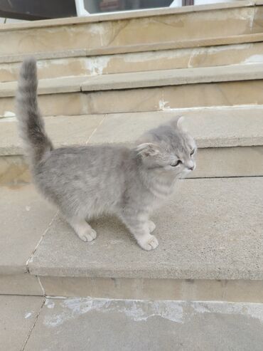 британские котята черные: Şotland yastı qulaq, Dişi, Ödənişli çatdırılma