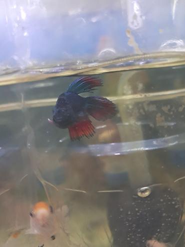 neon balığı: Betta (Petuşok balığı) — 3