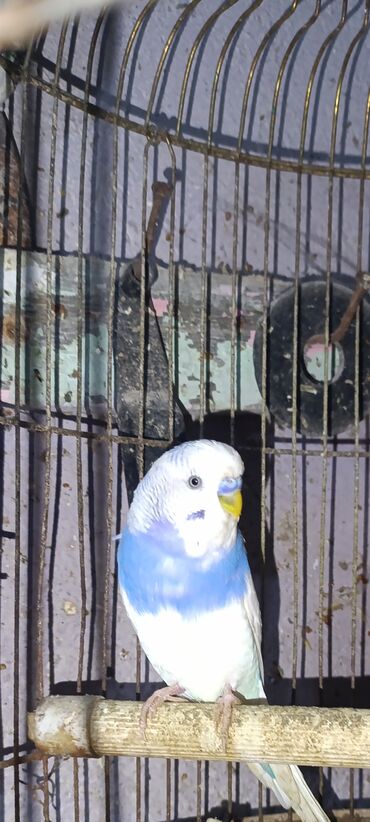 Tutuquşları: Salam hazir cut 2 defe bala almisam kocle baxli satiram hazir cut — 11