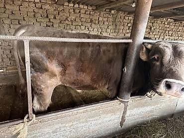 Коровы, быки: Продаю | Бык (самец) | На откорм | Племенные — 3