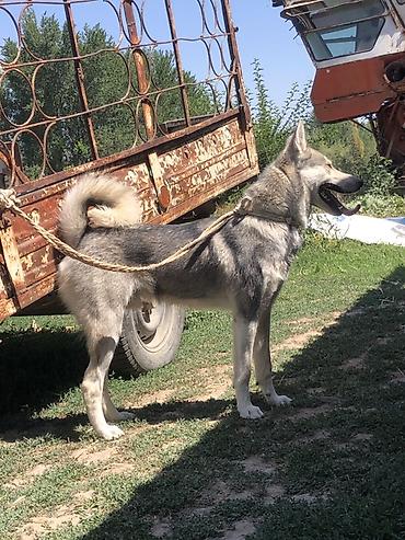 кошка манас: Ушул лайка сатылат 1,5 жаш эркек.срочна срочна срочна!!! — 2