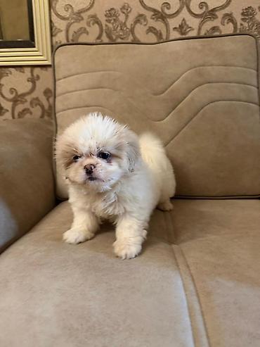 İtlər: Pekines, 2 ay, Peyvəndli, Ünvandan götürmə, Pulsuz çatdırılma, Ödənişli çatdırılma — 4