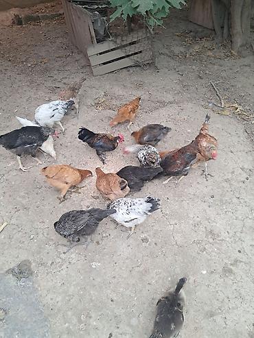 Kənd təsərrüfatı quşları: Təmiz kənd cücələri satlır 4 ayların keçiblər — 6