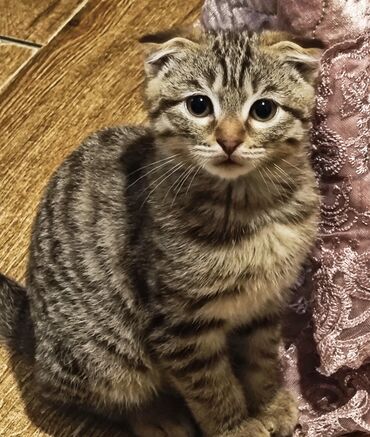 британская голубая короткошерстная кошка: Скотиш Фолд (Шотландская вислоухая), 3 месяца, Мальчик, Приучена к лотку, Проглистована