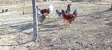 Toyuqlar: Toyuq, Damazlıq — 8