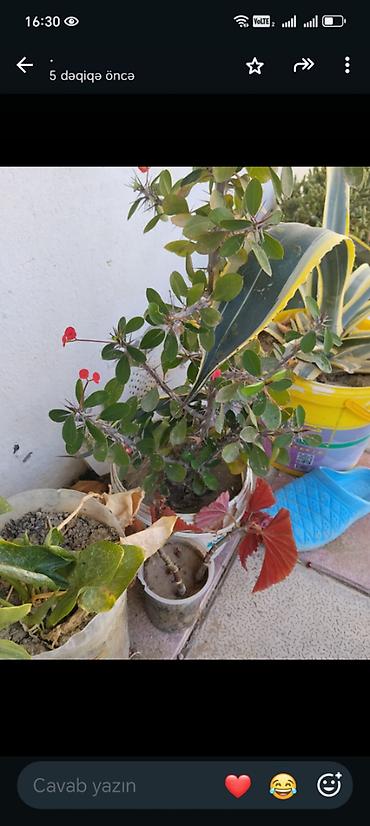 torf satilir: Guller tecili satilir Baximsiz qaliblar vaxt eleyib baxa bilmirik iş — 4