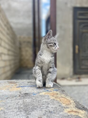 pişik qabları: Erkək, Ünvandan götürmə, Pulsuz çatdırılma