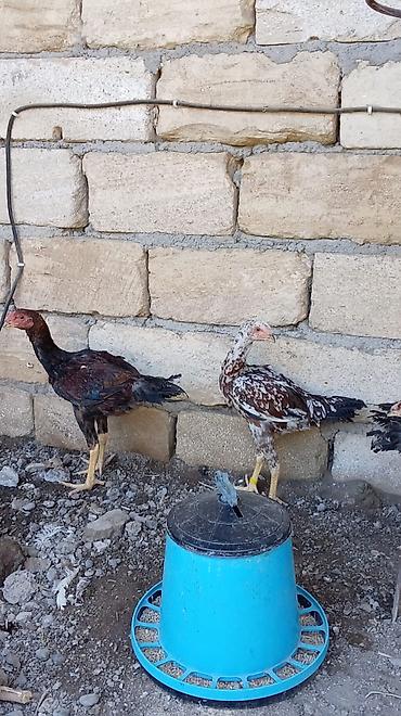 www.toyuq ve cuce yem qablari: Toyuq cücələri, Damazlıq — 1