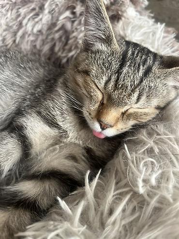 Продажа кошек: 🏡 КОТЯТА ИЩУТ ДОМ! 🐾❤️ Два замечательных малыша — чёрный котик и — 1