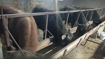 Коровы, быки: Продаю | Бык (самец) | На откорм | Привязанные — 10