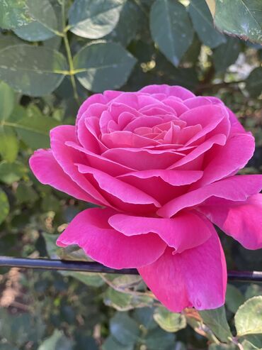 Продажа домов: Дача, 55 м², 5 комнат, Старый ремонт — 26