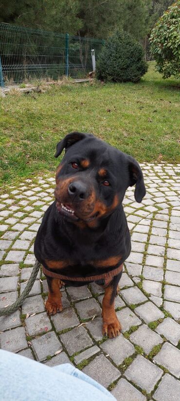 it coban: Rotveyler, 2 il, Dişi